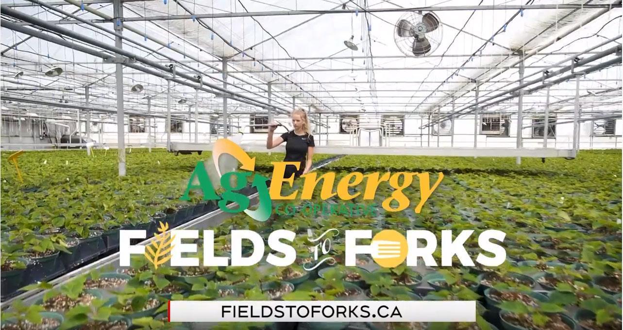 Fields to Forks Cover Image